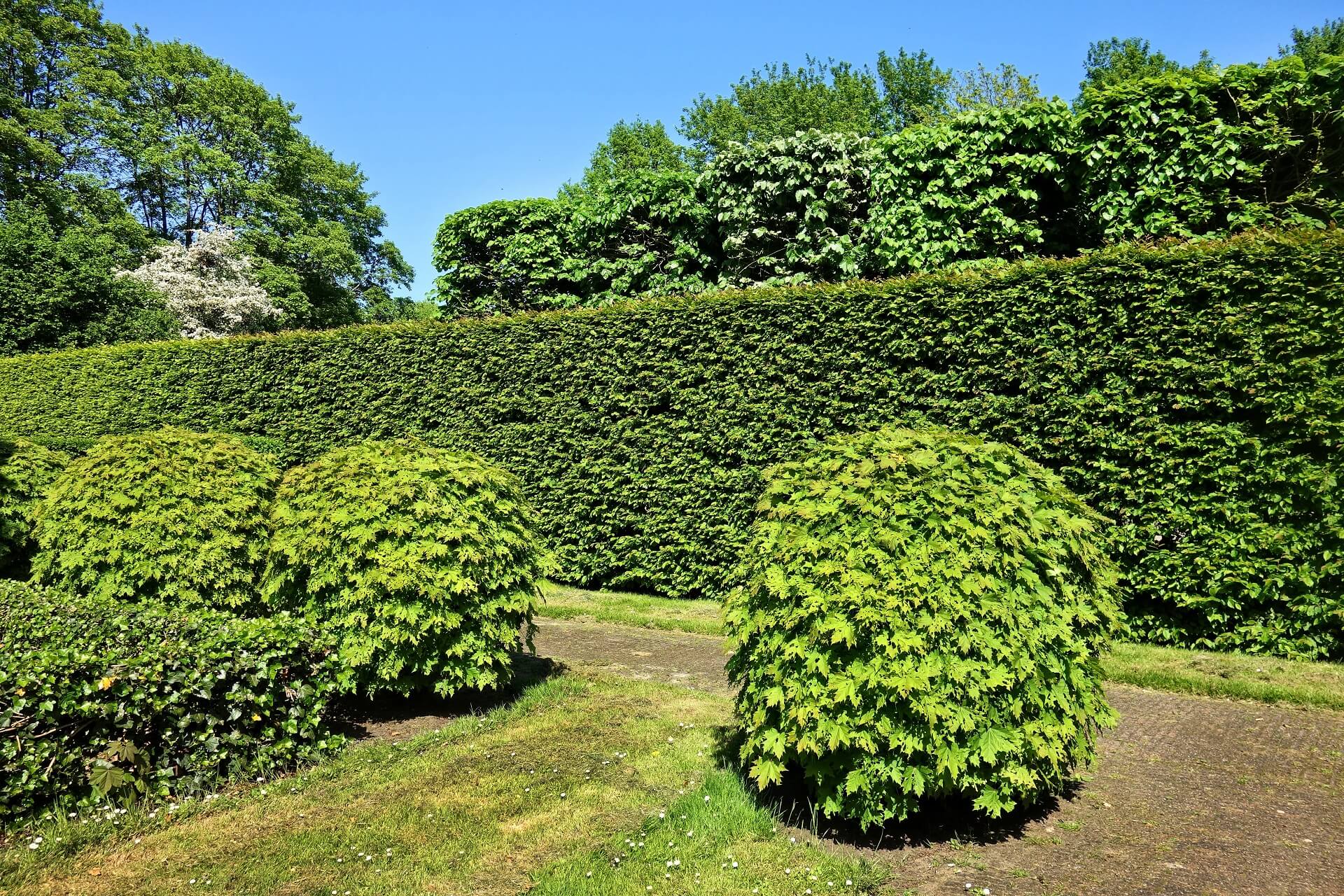 image of three green small hedges with a large green background hedge