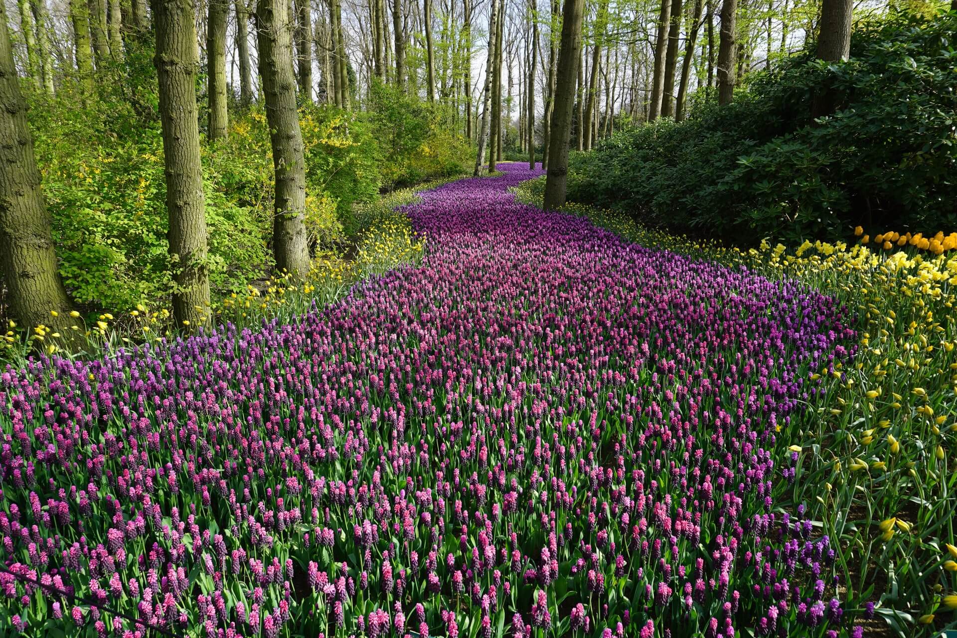 neatly manicured puple path of flowers through trees