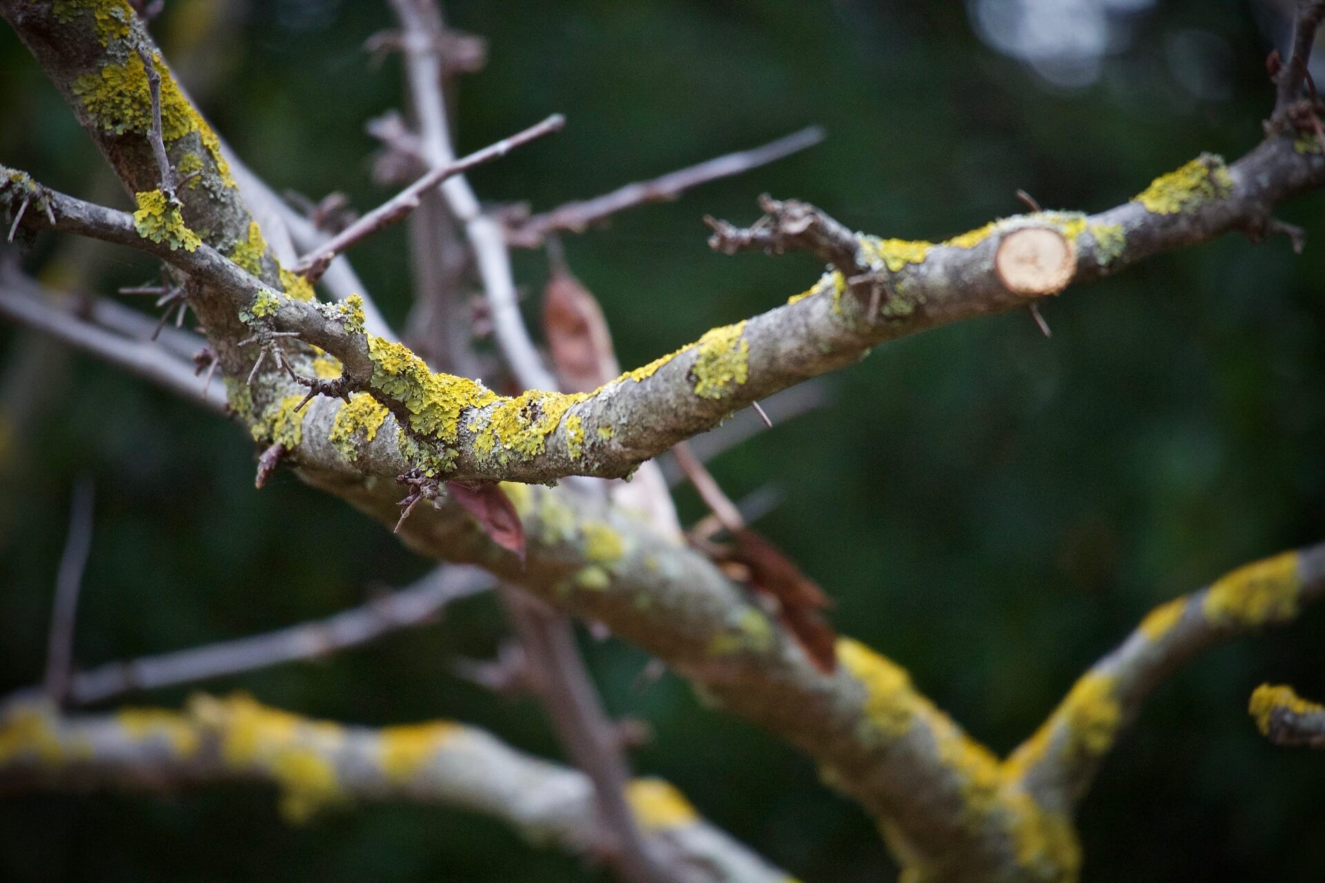 close up shot of a trees branch that has been pruned